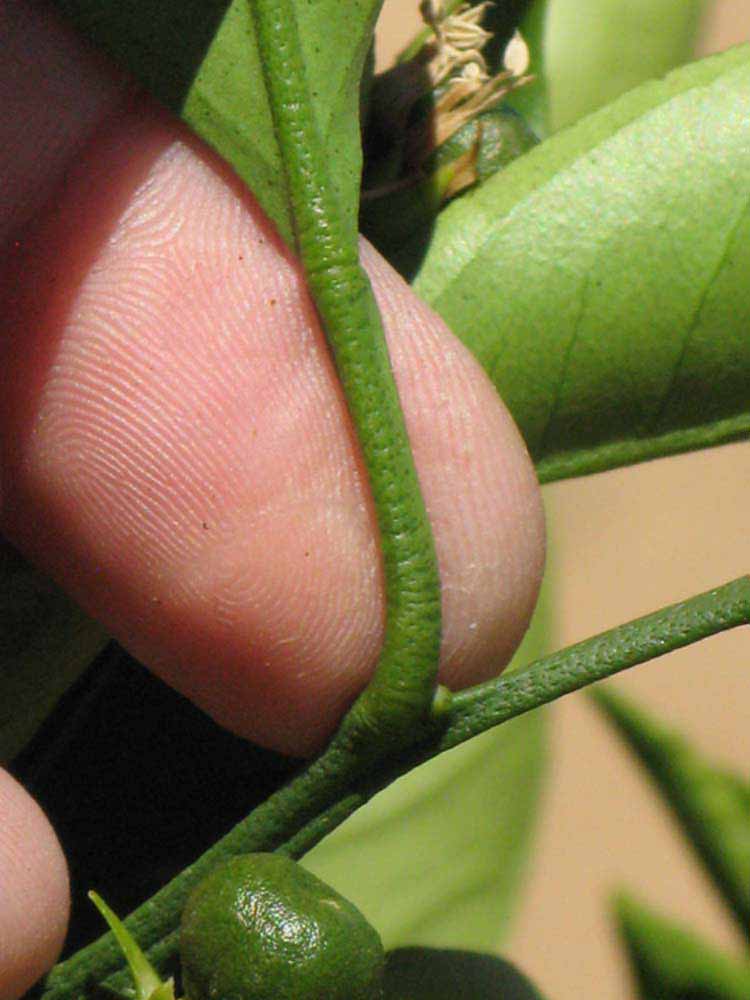              Petiole (Riverside, CA)       